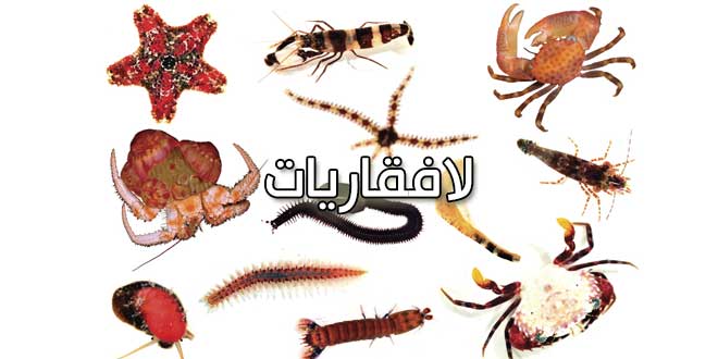 Invertebrates660