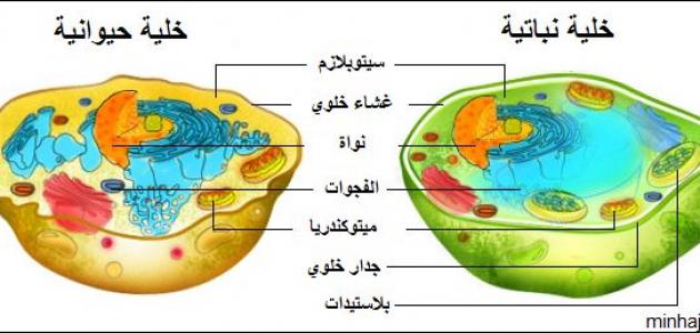 أجزاء_الخلية_الحيوانية_ووظائفها