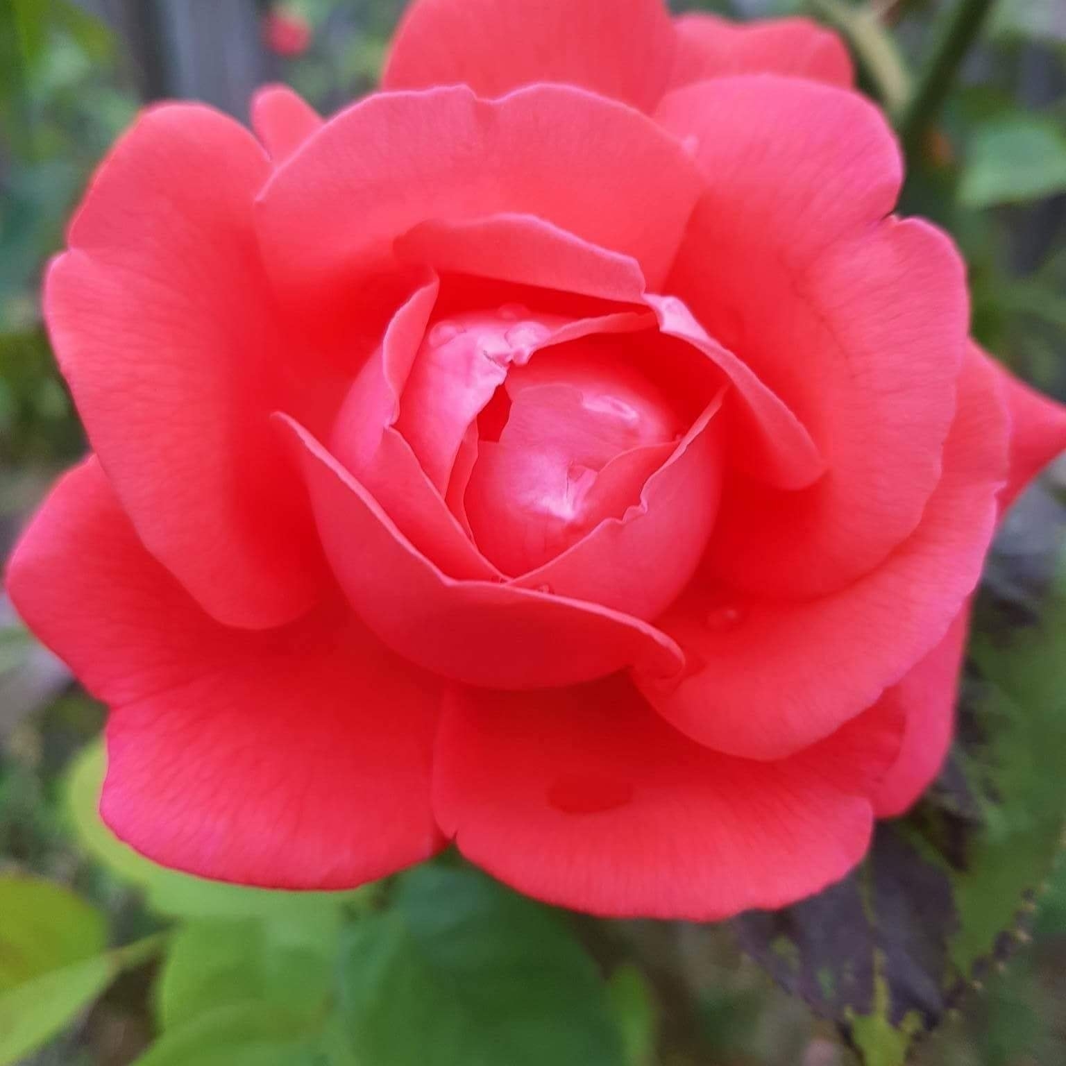 81186832_3102266346469580_5502864446420156416_n