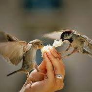 11219091_517612755068121_6243180372599682686_n